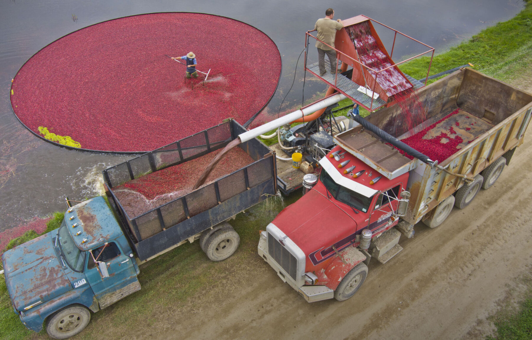 Reaping the fruits of their labors